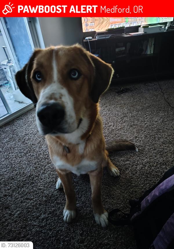 Lost Male Dog last seen Dakota is a block away, Medford, OR 97501