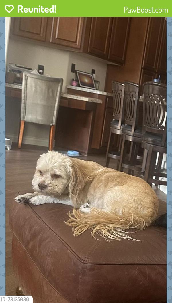 Reunited Female Dog last seen Desert Ave & Saddle, Gilbert, AZ 85233