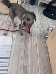 Found/Stray Female Dog last seen Tequesta dr, Tequesta, FL 33469