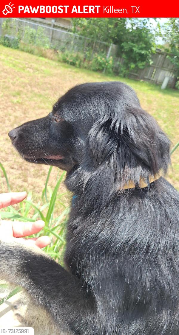 Lost Male Dog last seen Pennington Ave, Killeen, TX 76549