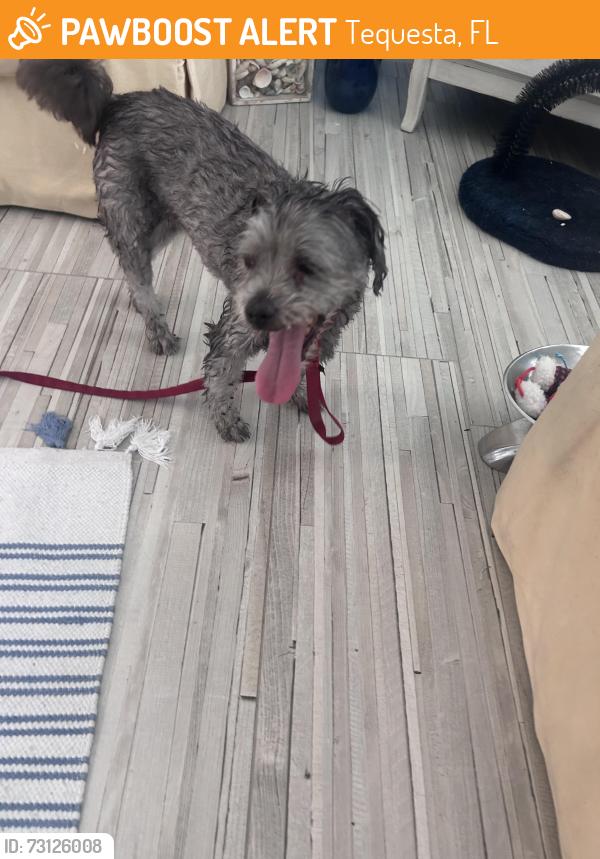 Found/Stray Female Dog last seen Tequesta dr, Tequesta, FL 33469