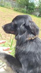 Lost Male Dog last seen Pennington Ave, Killeen, TX 76549