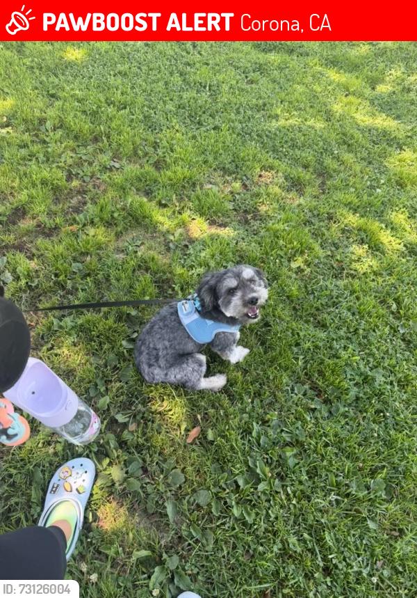 Lost Male Dog last seen John Adams elementary on border, Corona, CA 92882