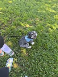 Lost Male Dog last seen John Adams elementary on border, Corona, CA 92882