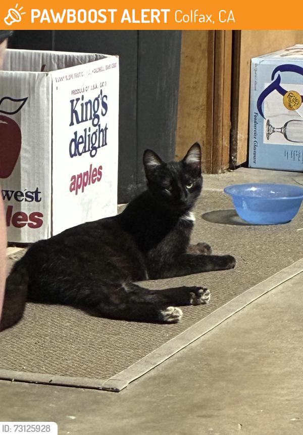 Found/Stray Female Cat last seen Next to marvels in Colfax, Colfax, CA 95713