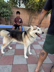 Reunited Male Dog last seen I-5, Anaheim, CA, USA, Anaheim, CA 92803