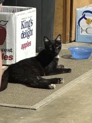 Found/Stray Female Cat last seen Next to marvels in Colfax, Colfax, CA 95713