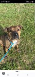 Lost Female Dog last seen 10th and San Fernando, San Jose, CA 95112