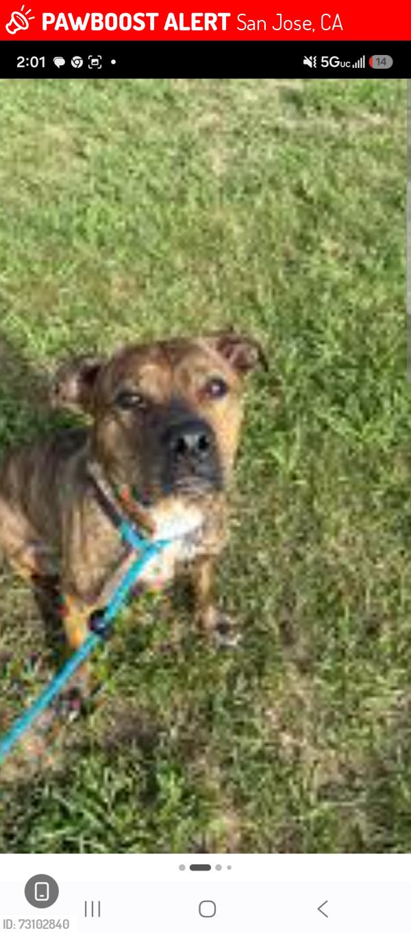 Lost Female Dog last seen 10th and San Fernando, San Jose, CA 95112