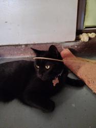 Reunited Male Cat last seen Spring Rd and spring trce, Ocala, FL 34472