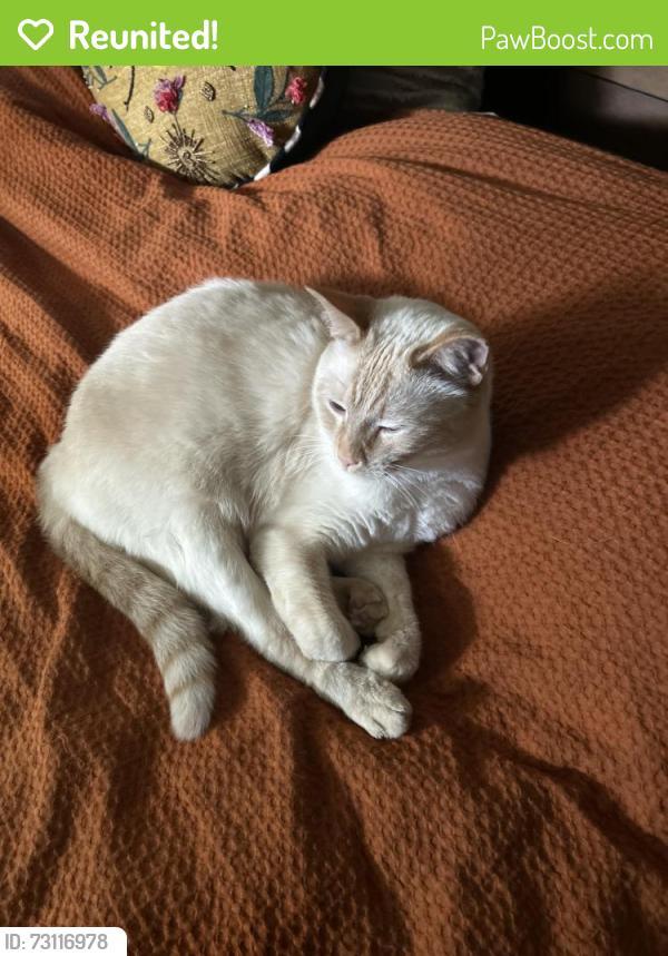 Reunited Male Cat last seen in the neighborhood by the jewel on main st., Downers Grove, IL 60516