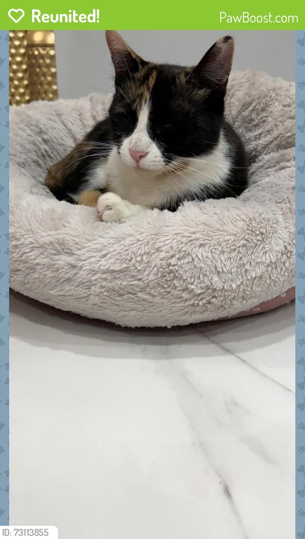 Reunited Female Cat last seen Greglawn dr, Clifton, NJ 07013
