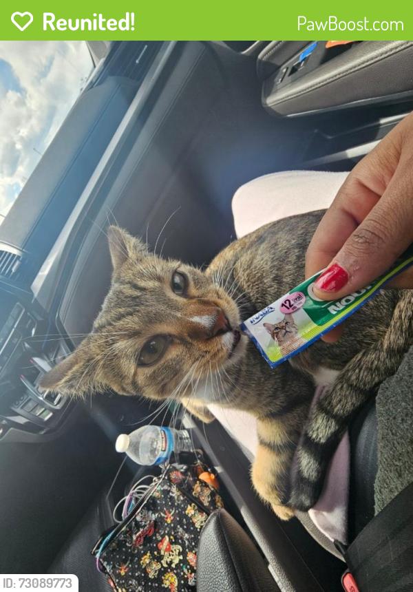Reunited Male Cat last seen holly and exposition, Denver, CO 80246