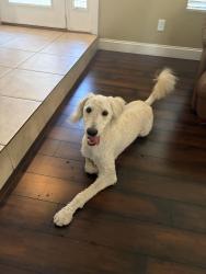 Found/Stray Male Dog last seen tory pines and windmill, Las Vegas, NV 89139