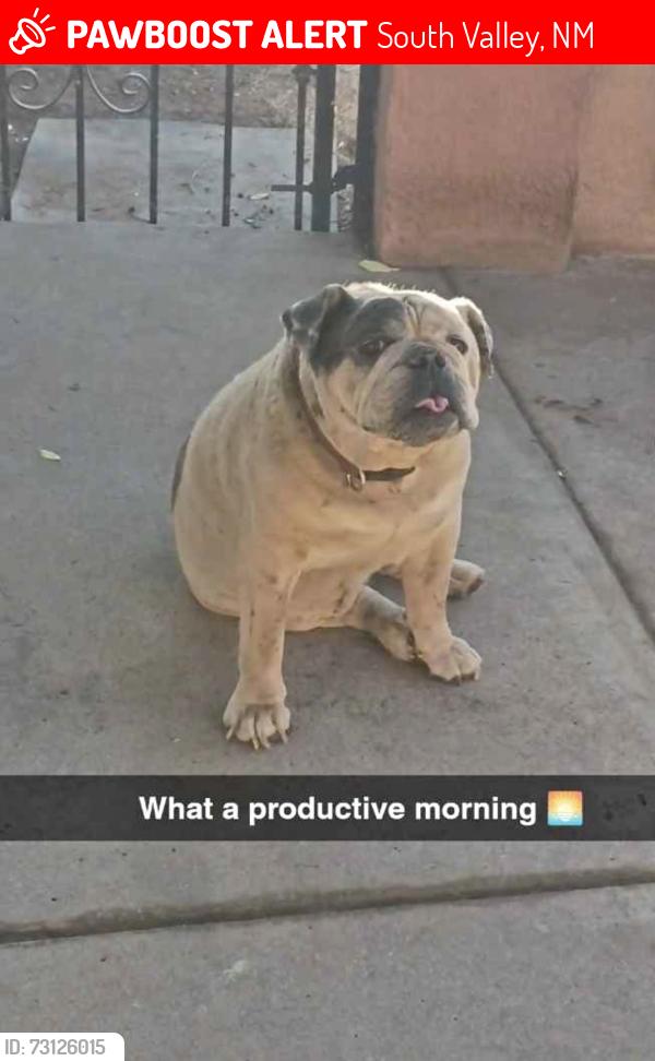 Lost Male Dog last seen Atrisco Dr and Bridge blvd, South Valley, NM 87105
