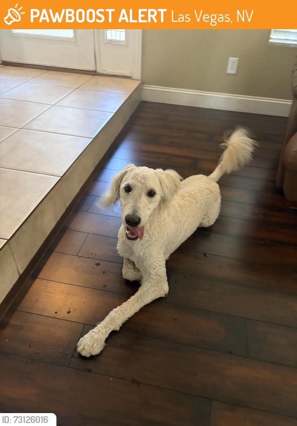 Found/Stray Male Dog last seen tory pines and windmill, Las Vegas, NV 89139