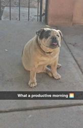 Lost Male Dog last seen Atrisco Dr and Bridge blvd, South Valley, NM 87105