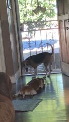 Reunited Male Dog last seen Glendale, 85301, Glendale, AZ 85304