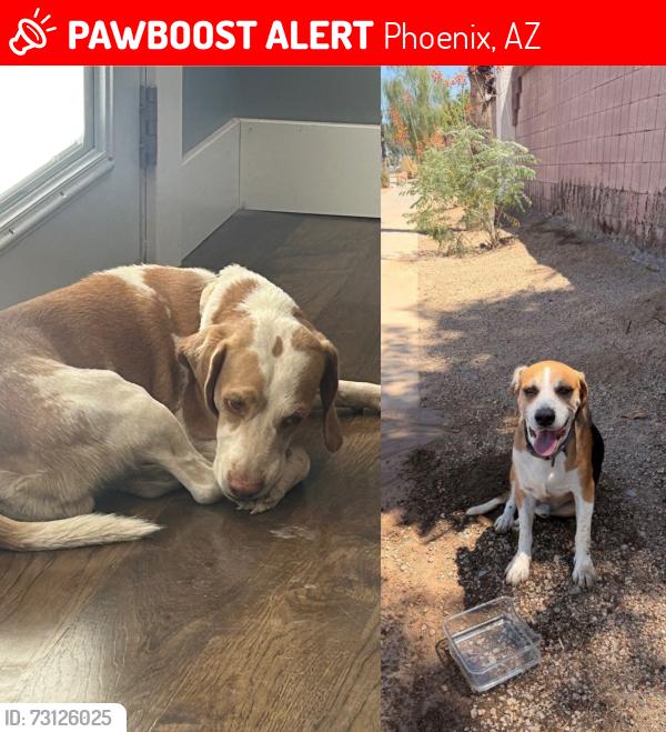 Lost Male Dog last seen Camelback and indian school, Phoenix, AZ 85031