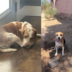 Lost Male Dog last seen Camelback and indian school, Phoenix, AZ 85031