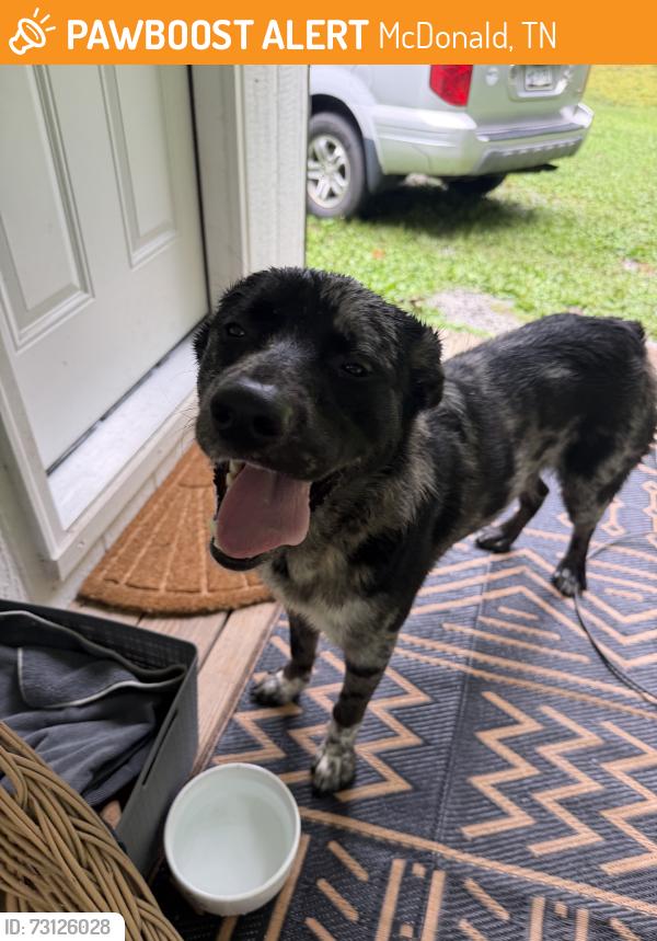 Found/Stray Male Dog last seen Rakestraw Rd/Candies Creek Rd area, McDonald, TN 37353