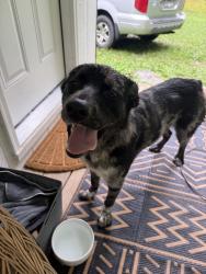 Found/Stray Male Dog last seen Rakestraw Rd/Candies Creek Rd area, McDonald, TN 37353