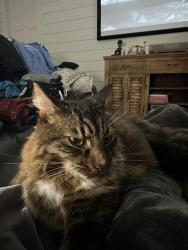 Lost Male Cat last seen Canal & Roscoe Blvd., Palm Valley, FL 32082