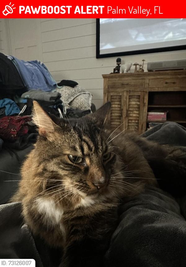 Lost Male Cat last seen Canal & Roscoe Blvd., Palm Valley, FL 32082