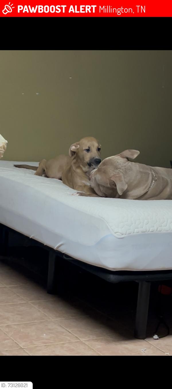 Lost Male Dog last seen Kerrville, Millington, TN 38053