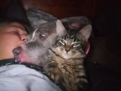 Lost Male Cat last seen Heritage Valley Circle, Fergus Road, La Vergne, TN 37086