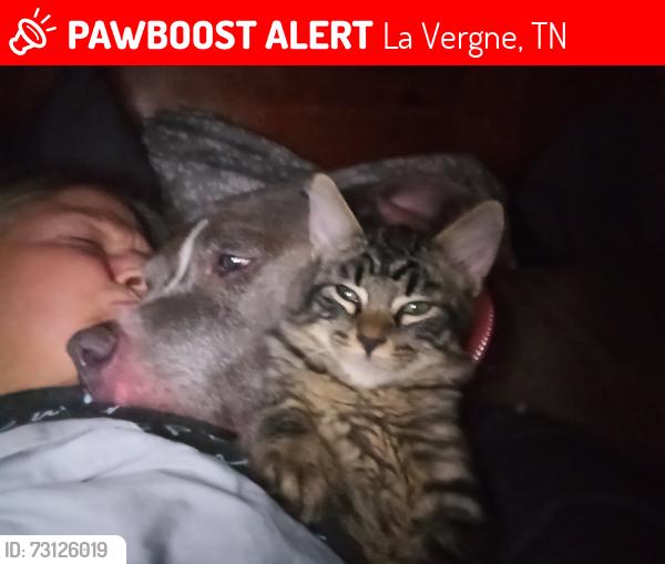 Lost Male Cat last seen Heritage Valley Circle, Fergus Road, La Vergne, TN 37086