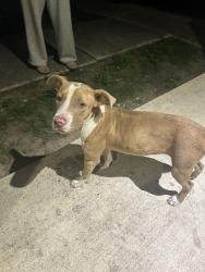 Found/Stray Female Dog last seen Surrels, San Antonio, TX 78237