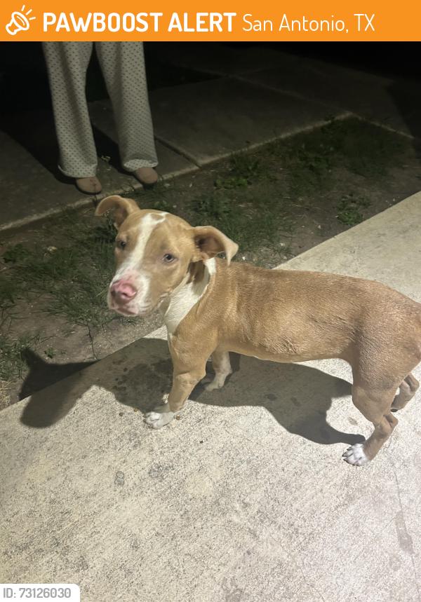 Found/Stray Female Dog last seen Surrels, San Antonio, TX 78237