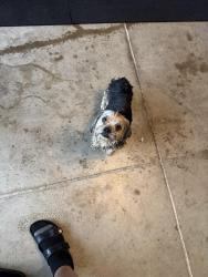 Found/Stray Unknown Dog last seen Mesa Creek Subdivision, San Antonio, TX 78245