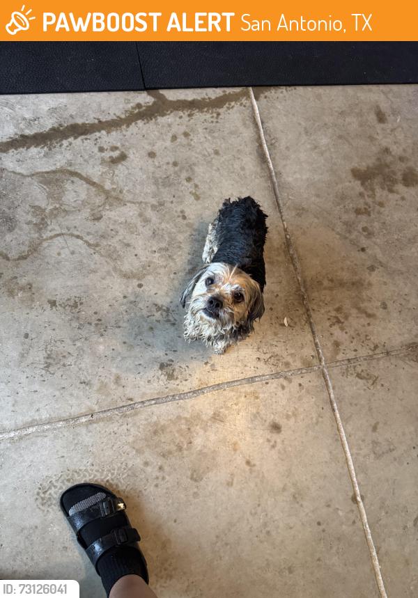Found/Stray Unknown Dog last seen Mesa Creek Subdivision, San Antonio, TX 78245