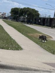 Found/Stray Unknown Dog last seen Yale and Walnut, Garland, TX 75042