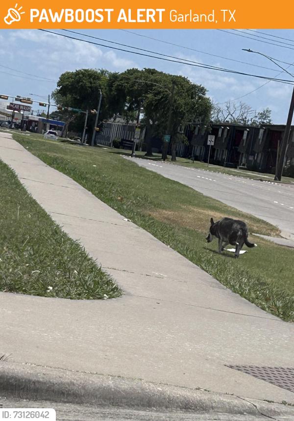 Found/Stray Unknown Dog last seen Yale and Walnut, Garland, TX 75042