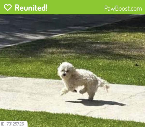 Reunited Unknown Dog last seen Lorraine and 5th, Los Angeles, CA 90010