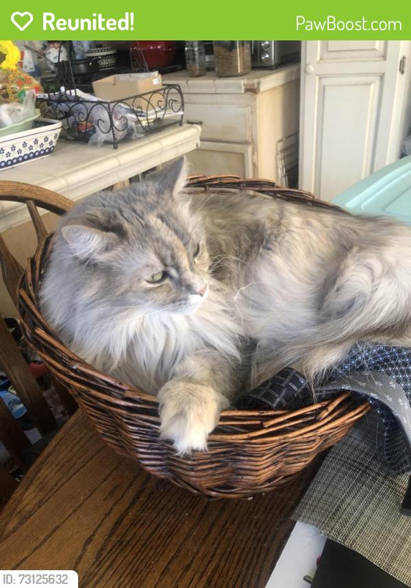 Reunited Female Cat last seen The Lakes neighborhood, Las Vegas, NV 89117