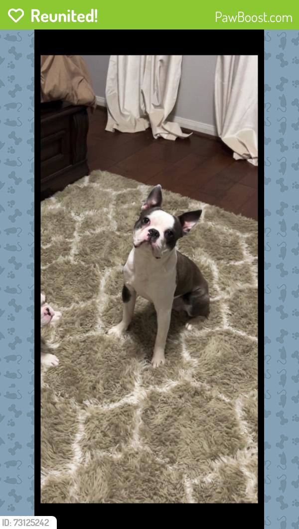 Reunited Male Dog last seen Deep South and MILL FERRY LN, Harris County, TX 77449