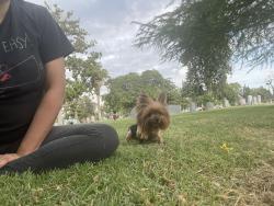 Lost Female Dog last seen Church/ chestnut, Fresno, CA 93725