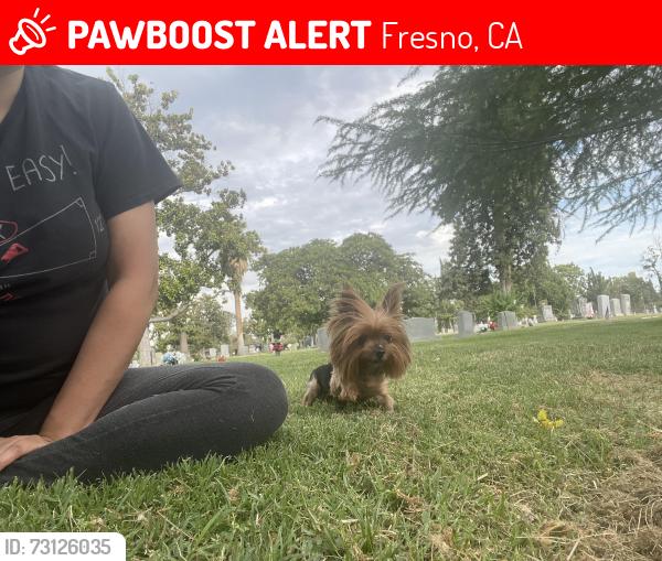 Lost Female Dog last seen Church/ chestnut, Fresno, CA 93725