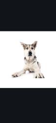 Reunited Male Dog last seen Santa Isabel and elden, Costa Mesa, CA 92660