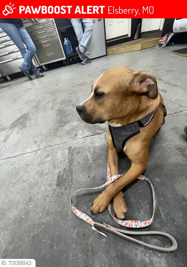 Lost Male Dog last seen Near brooksher dr, Elsberry, MO 63343