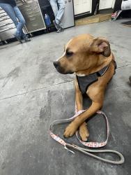 Lost Male Dog last seen Near brooksher dr, Elsberry, MO 63343