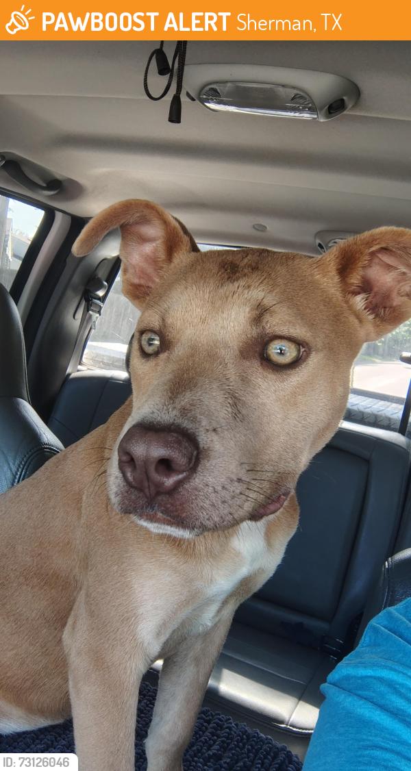 Found/Stray Female Dog last seen Heritage parkway, Sherman, TX 75090