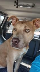 Found/Stray Female Dog last seen Heritage parkway, Sherman, TX 75090
