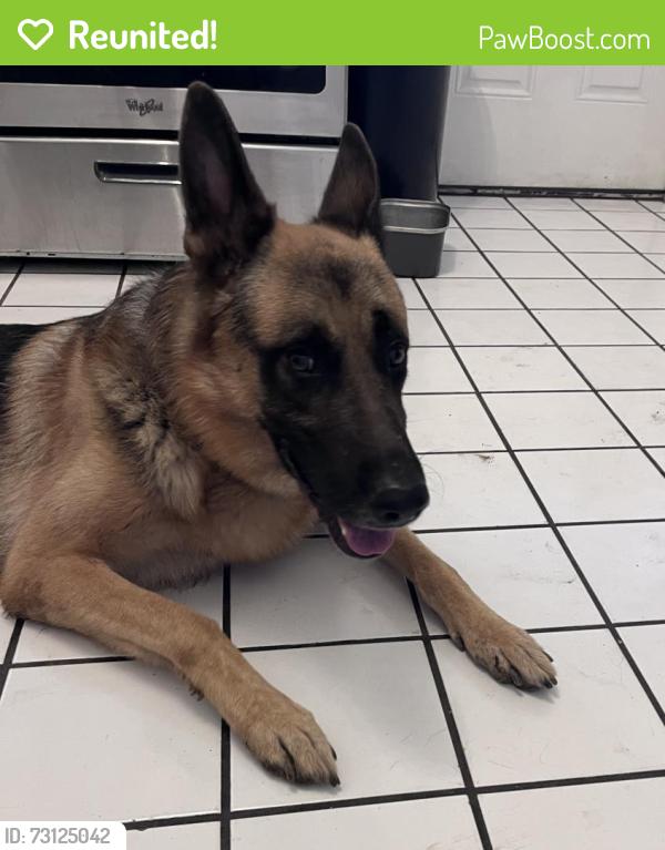 Reunited Male Dog last seen 9th avenue and Missouri, Phoenix, AZ 85013