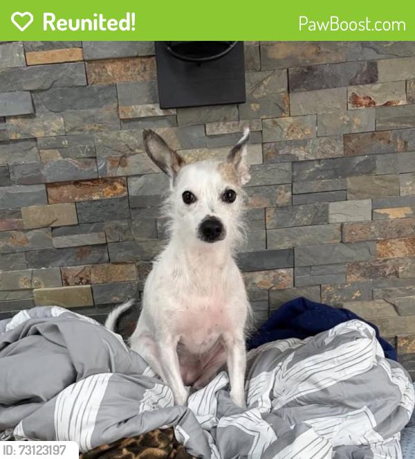 Reunited Female Dog last seen Near North Ave, Millvale, PA 15209, Pittsburgh, PA 15209