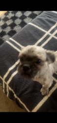 Reunited Male Dog last seen Tower and Unser, Albuquerque, NM 87121